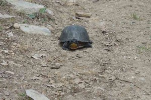 Staff photo by Kaela Law The endangered Blanding Turtle.